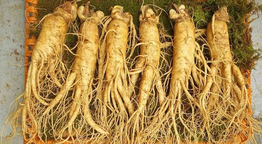Top 5 Cửa Hàng Sâm Hàn Quốc Tại Hà Nội Uy Tín Nhất - ma68.live Top 5 Cửa Hàng Sâm Hàn Quốc Tại Hà Nội Uy Tín Nhất - ma68.live