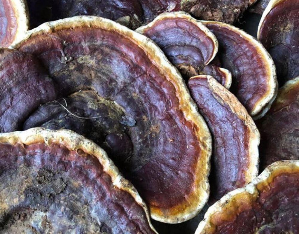 Top 10 Địa Chỉ Bán Nấm Linh Chi Hàn Quốc Tại Hà Nội Uy Tín - ma68.live