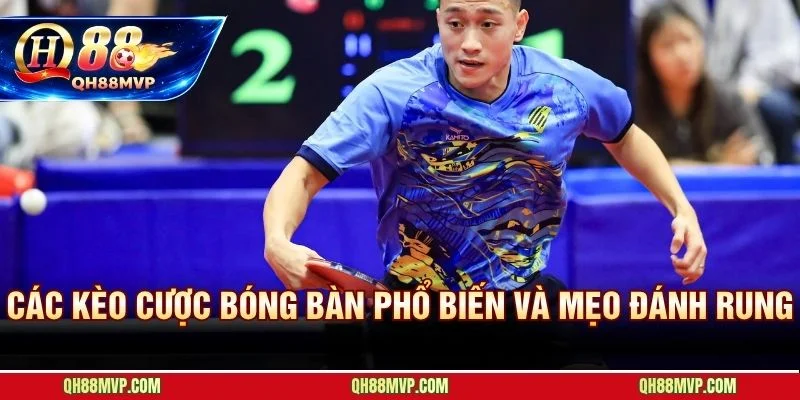 Cá Cược Bóng Bàn Tại QH88 | Hướng Dẫn Kèo Và Mẹo Đánh Rung - QH88 - ma68.live