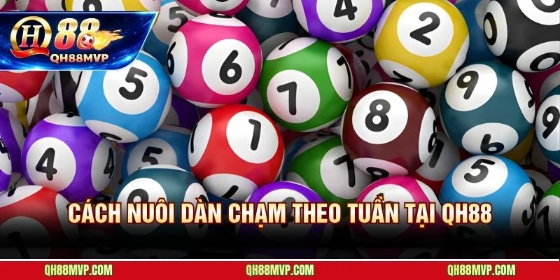 Đề Chạm QH88 - Hướng Dẫn Nuôi Dàn Chạm Theo Tuần - QH88 - ma68.live